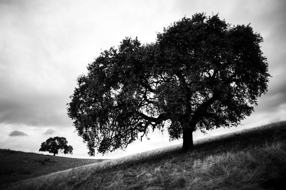Ancient Oaks, Walnut Creek, California. Two oaks stand silhouetted as sentinels against a stormy sky.