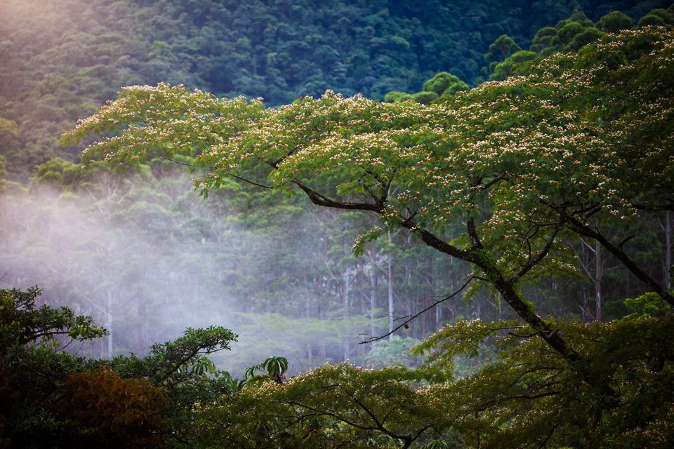 Costa Rican Forest Canopy. Low clouds hang amid the rainforest canopy in northern Costa Rica.