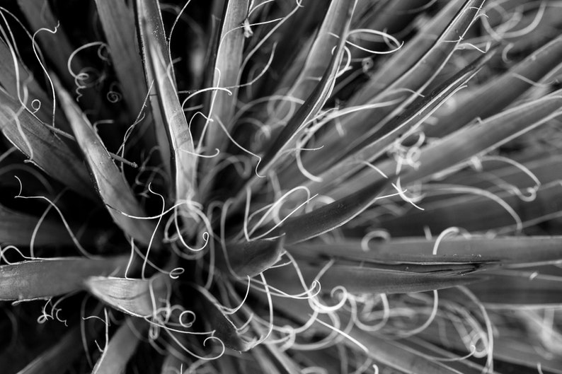 Desert Yucca Detail. A yucca up close.