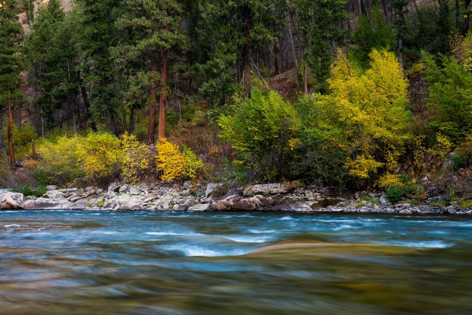 Fall on the Middle Fork Salmon, Idaho. Fall colors show in the deciduous trees lining the banks of the Middle Fork of the Salmon River.