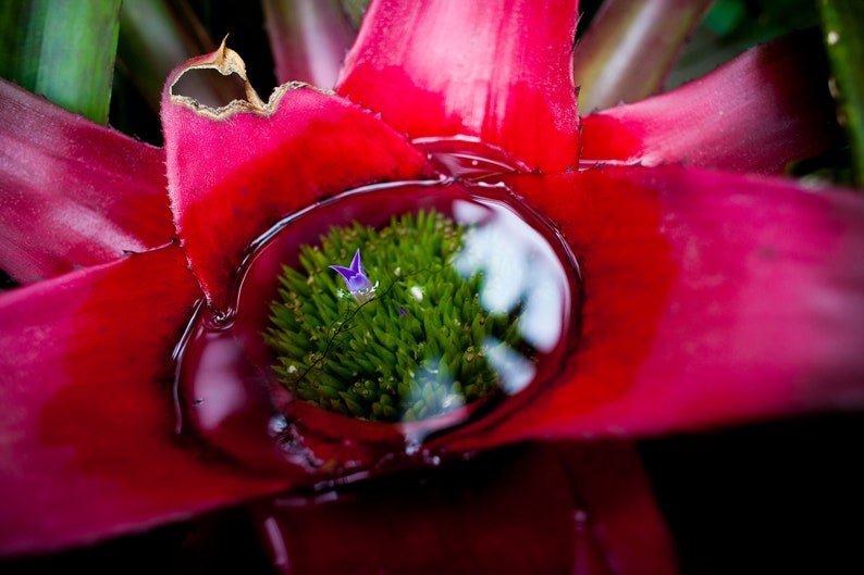 Flower Detail, Costa Rica. Near Volcán Arenal, a single bloom rising from the water stopped me in my tracks.
