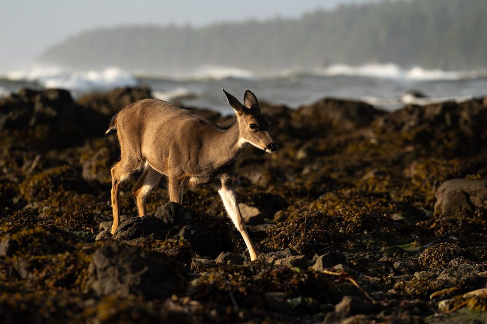 Olympic National Park :: Backpacking Outdoor Education, photograph by Craig Wolfrom