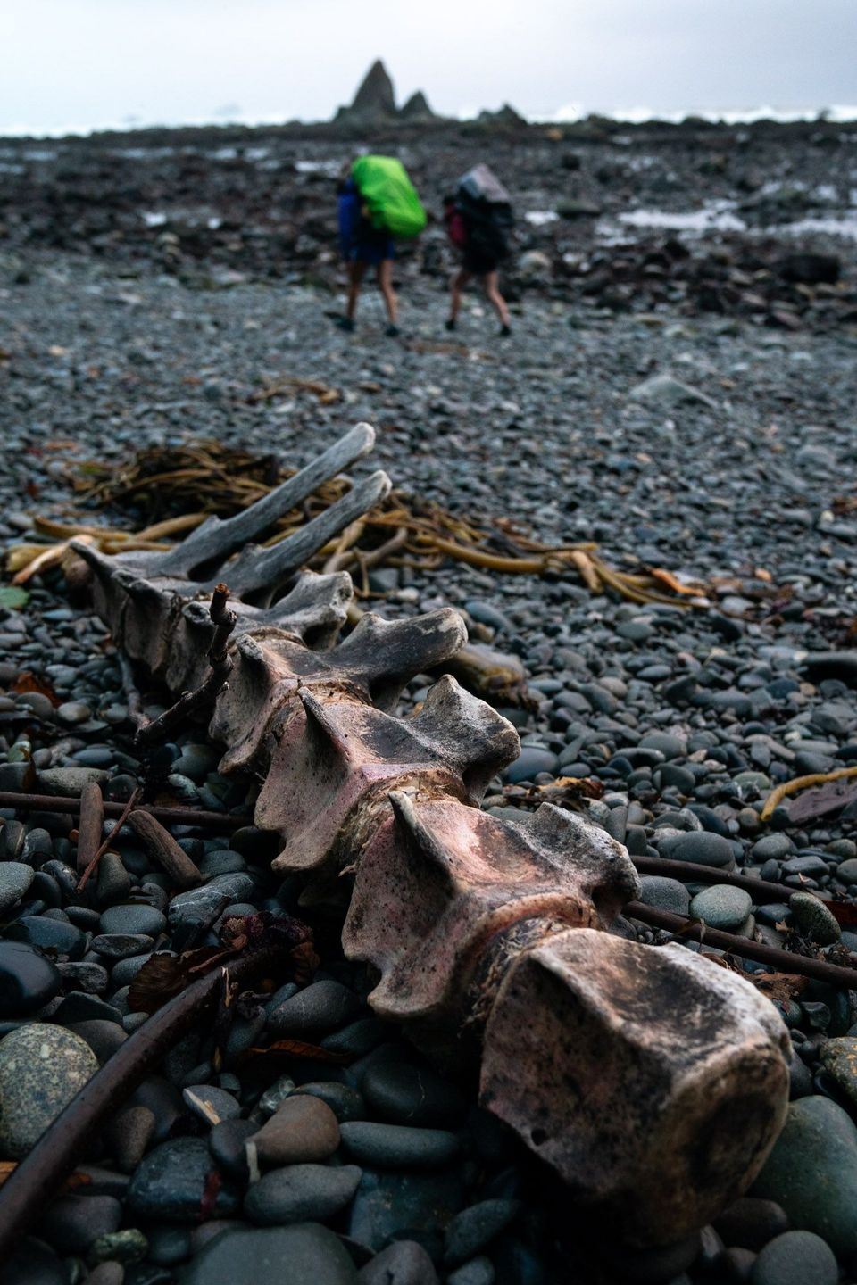 Olympic National Park :: Backpacking Outdoor Education, photograph by Craig Wolfrom
