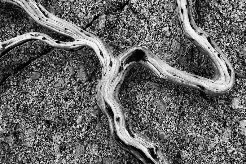 Root and Rock Detail, Idaho. An exposed root against granite in the Idaho mountains. Black and white.