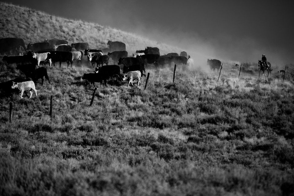 Roundup No. 1, photograph by Craig Wolfrom