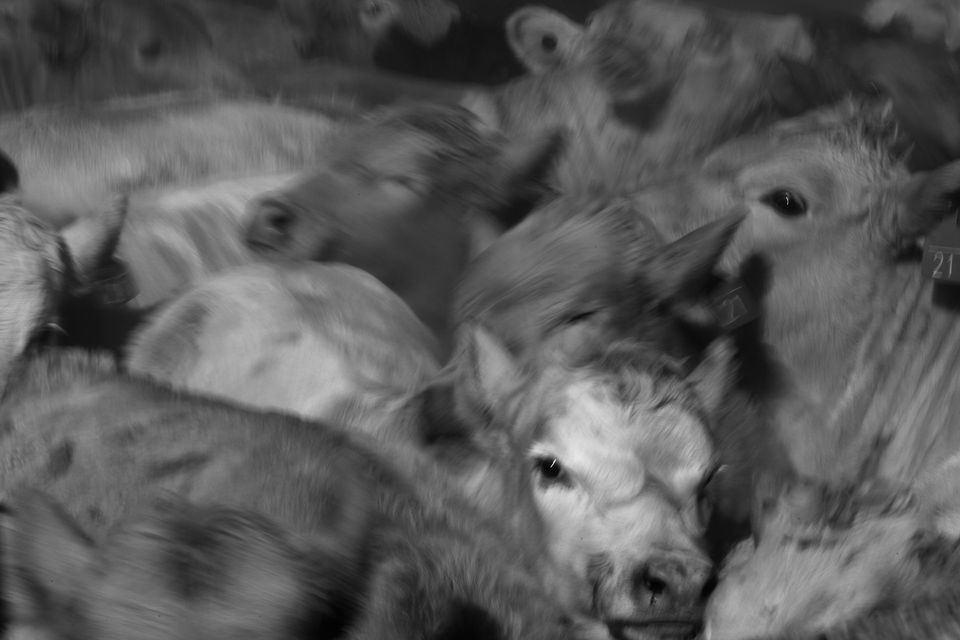 Roundup No. 6, photograph by Craig Wolfrom