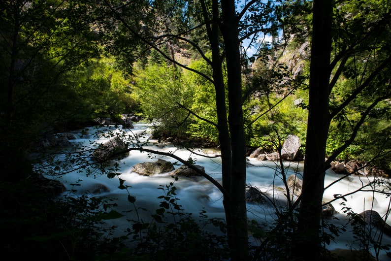 Sheep Creek, Idaho. A peek through the forest at the Salmon River.