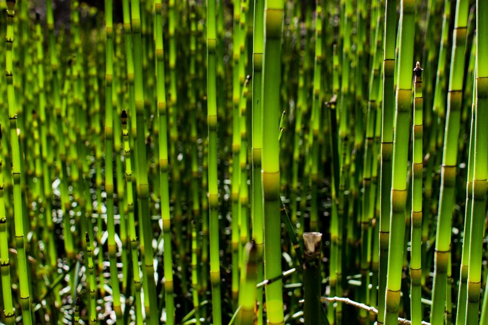 Water Horsetail. Backlit Equisetum fluviatile reveals splendid colors and patterns.